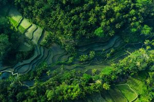 Tegalalang Rice Terraces, A UNESCO World Heritage Site.