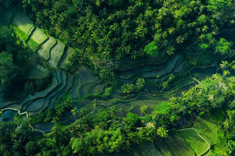 Tegalalang Rice Terraces, A UNESCO World Heritage Site.
