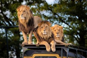 The Kings Of The Jungle.