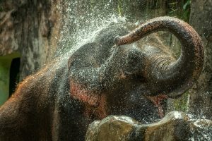 Elephant.
