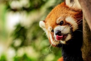 The Red Panda.