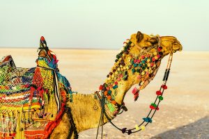 Rann Of Kutch; Also Known As "The White Desert".