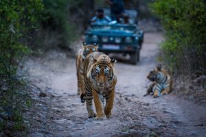 Spectacular Wildlife Safari Tour.