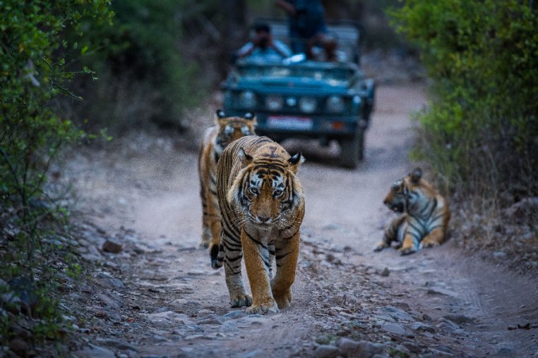Spectacular Wildlife Safari Tour.