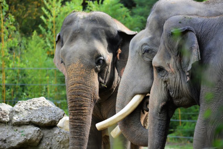 Chapramari Wildlife Sanctuary.